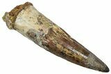 Fossil Spinosaurus Tooth - Real Dinosaur Tooth #345482-1